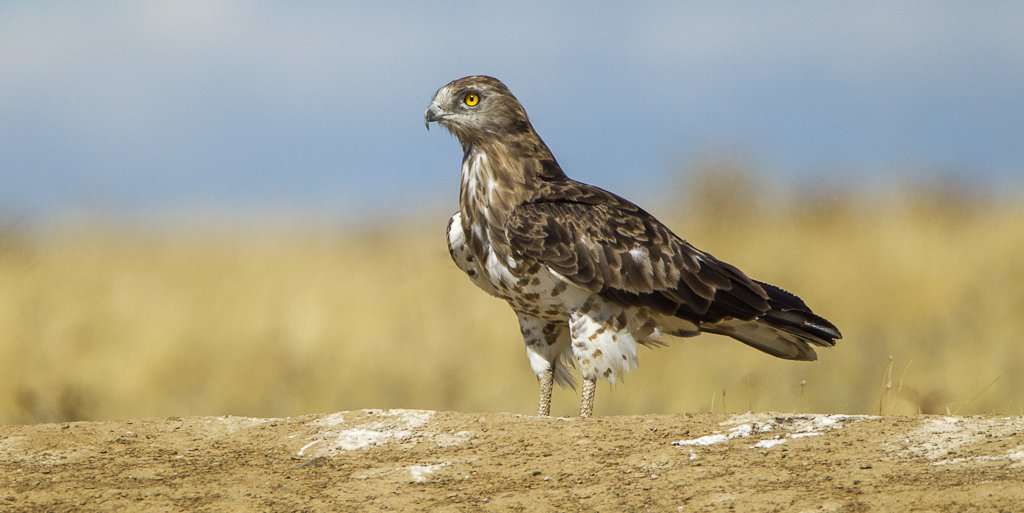 Circaetus gallicus