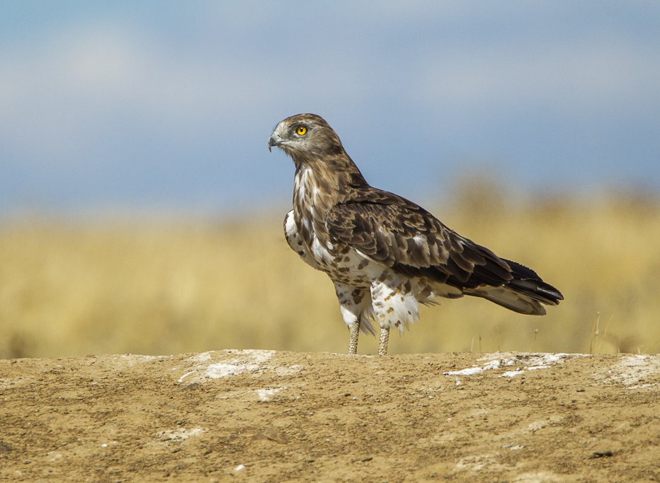 Circaetus gallicus