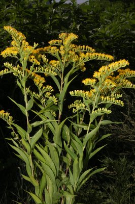 Solidago canadensis - Alessio Bertolli