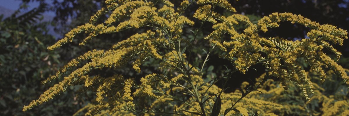 Solidago canadensis - Luciano Maffei