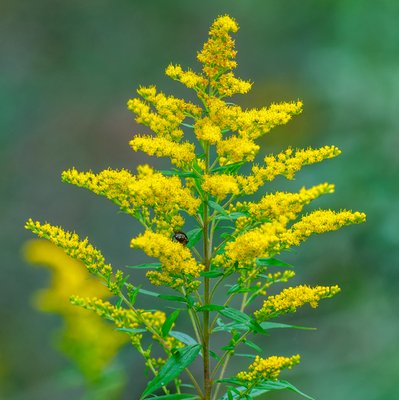 Solidago canadensis - Verga d'oro del Canada