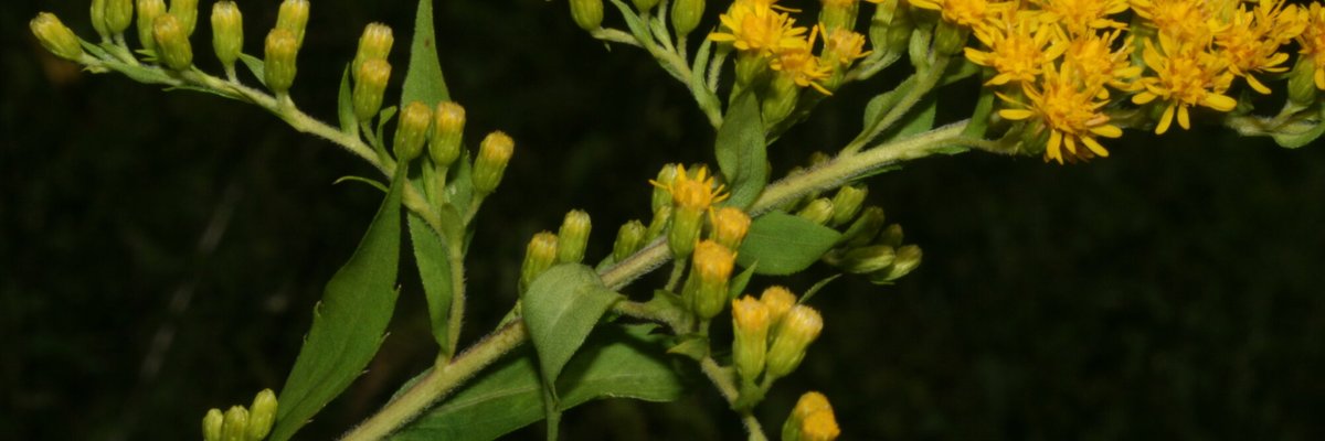 Solidago canadensis - Filippo Prosser - Fiori