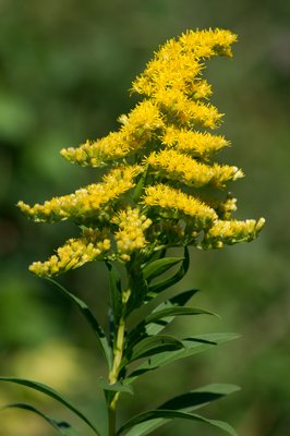 Solidago gigantea - Verga d'oro maggiore