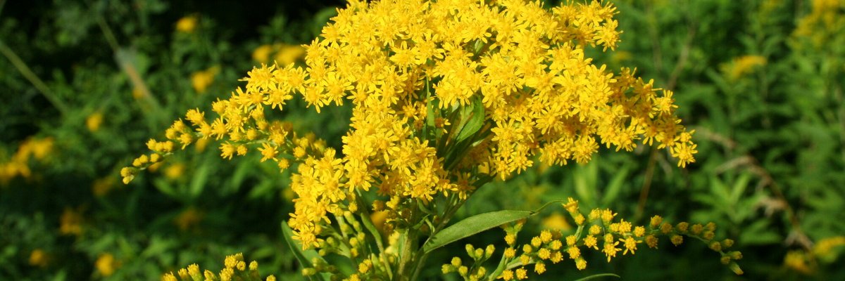 Solidago gigantea - Giorgio Perazza - Fiori