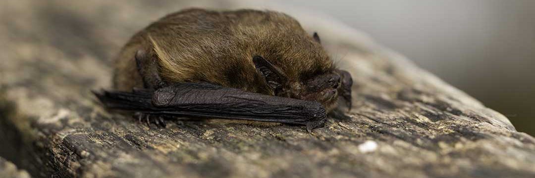 Pipistrellus pygmaeus