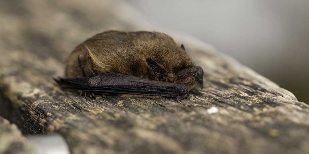 Pipistrellus pygmaeus