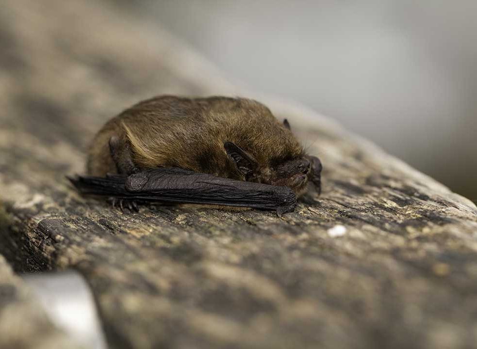 Pipistrellus pygmaeus