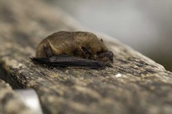 Pipistrellus pygmaeus