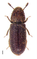 Stephanopachys substriatus
