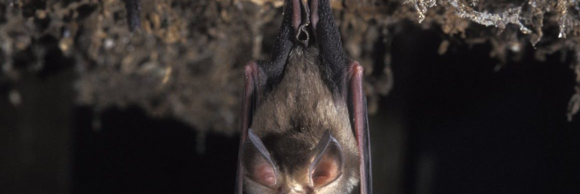 Rhinolophus euryale