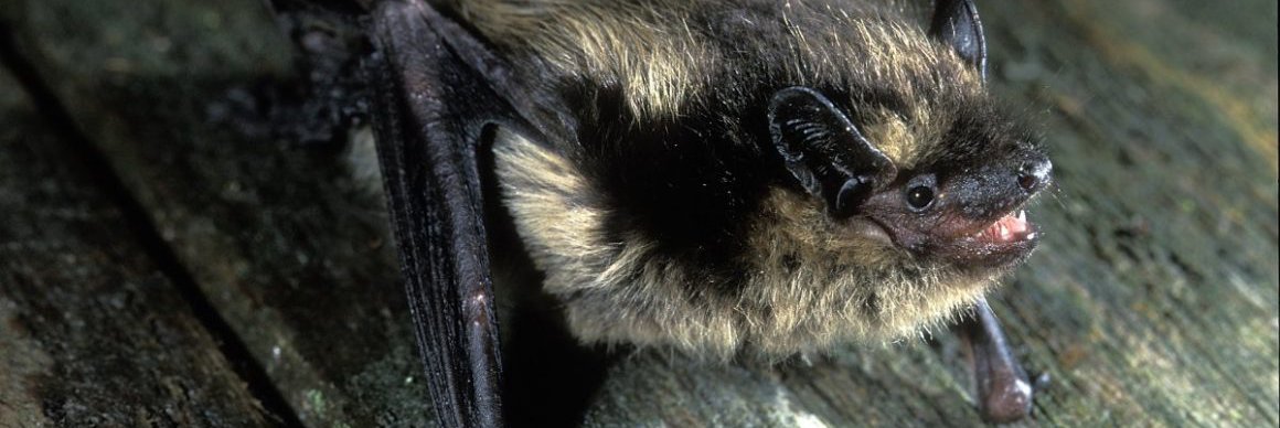 Eptesicus nilssonii
