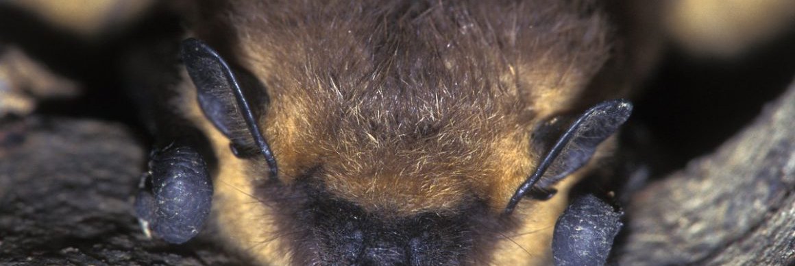 Eptesicus serotinus