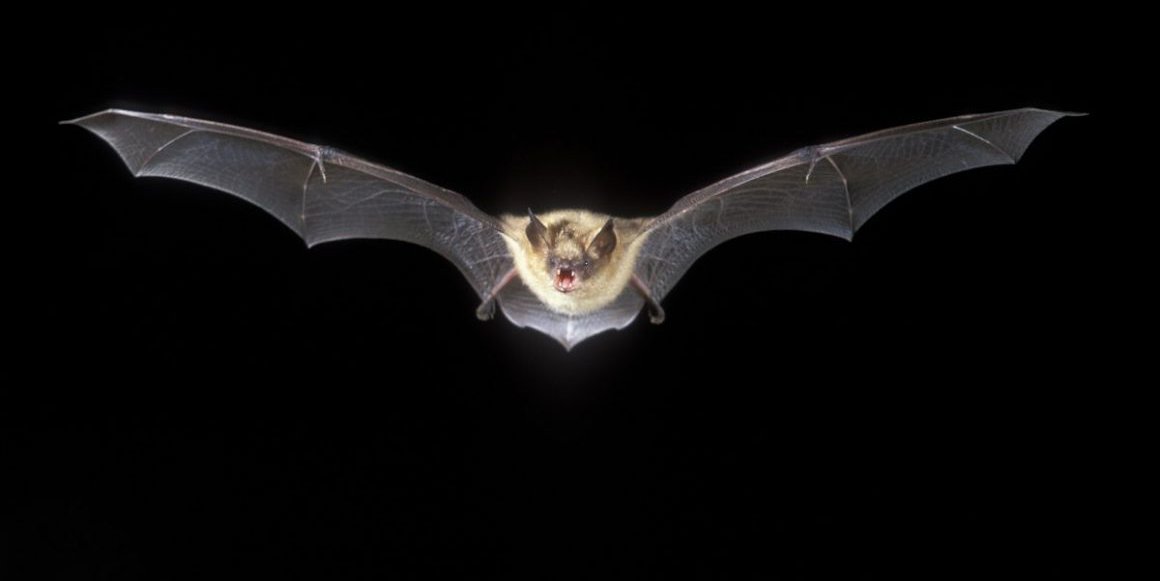 Myotis emarginatus