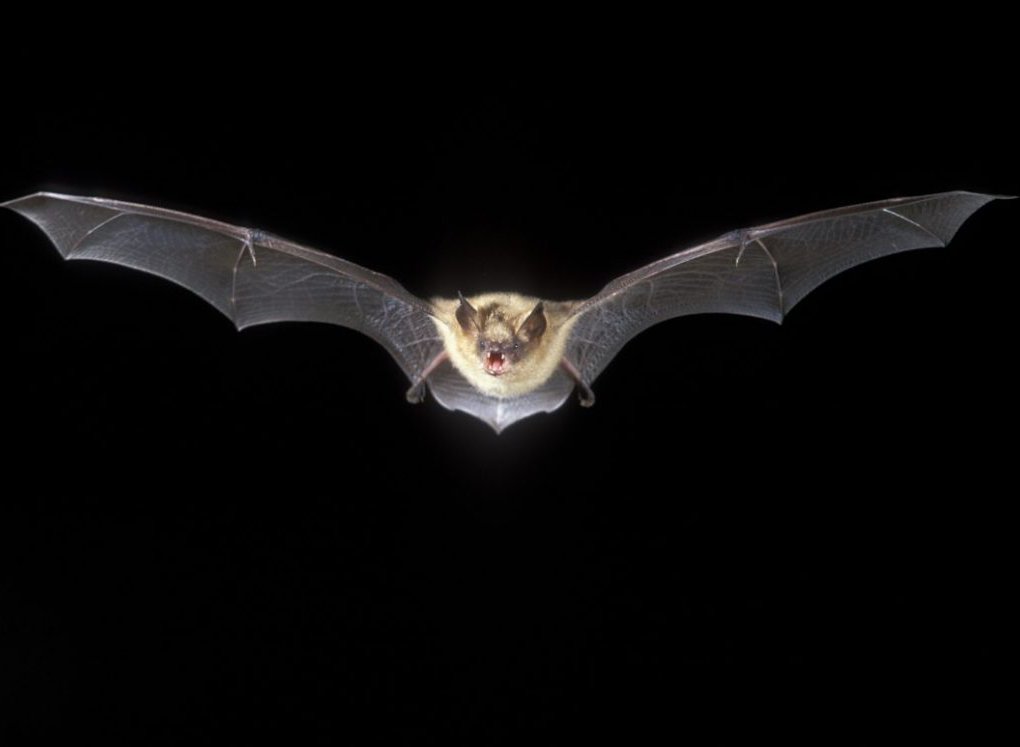 Myotis emarginatus