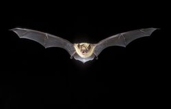 Myotis emarginatus