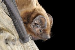 Nyctalus lasiopterus