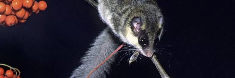 Dryomys nitedula