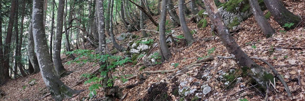 Faggeta ipsofila altimontana