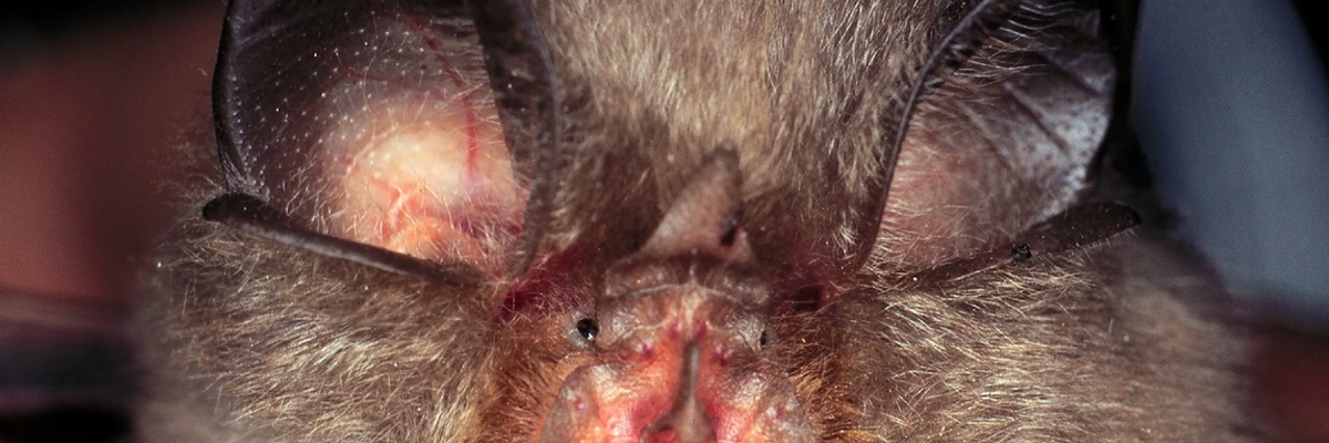 Rhinolophus hipposideros