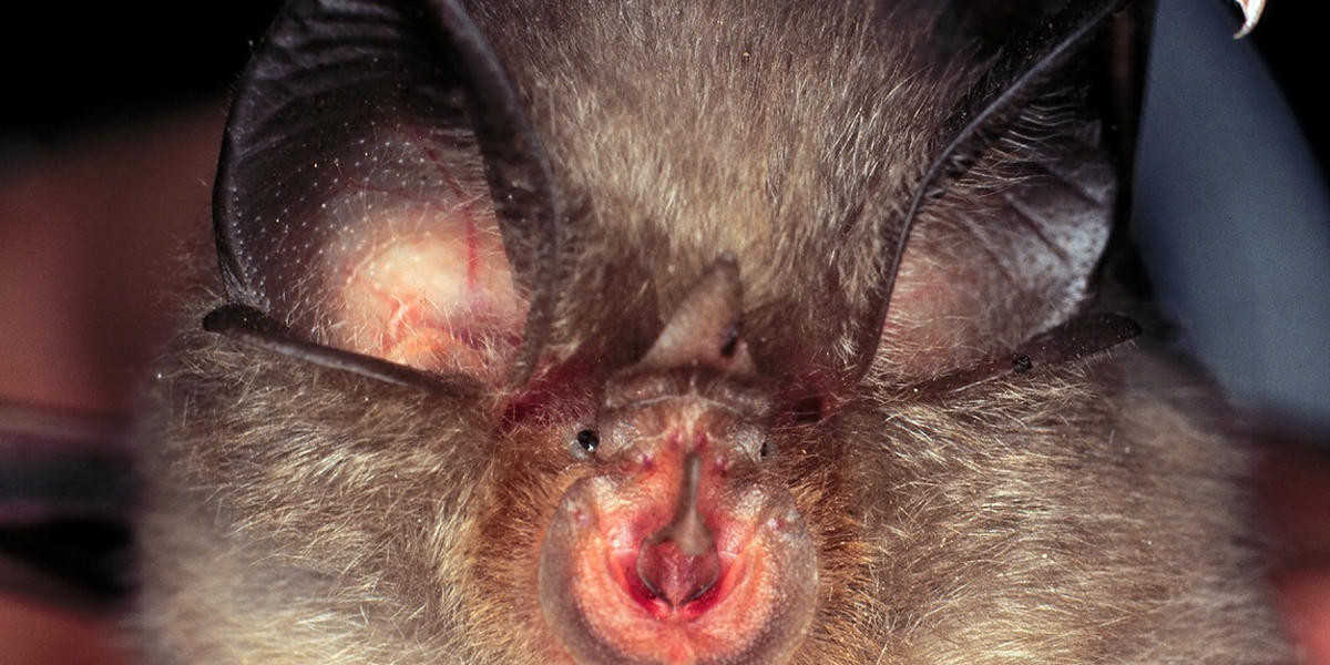 Rhinolophus hipposideros