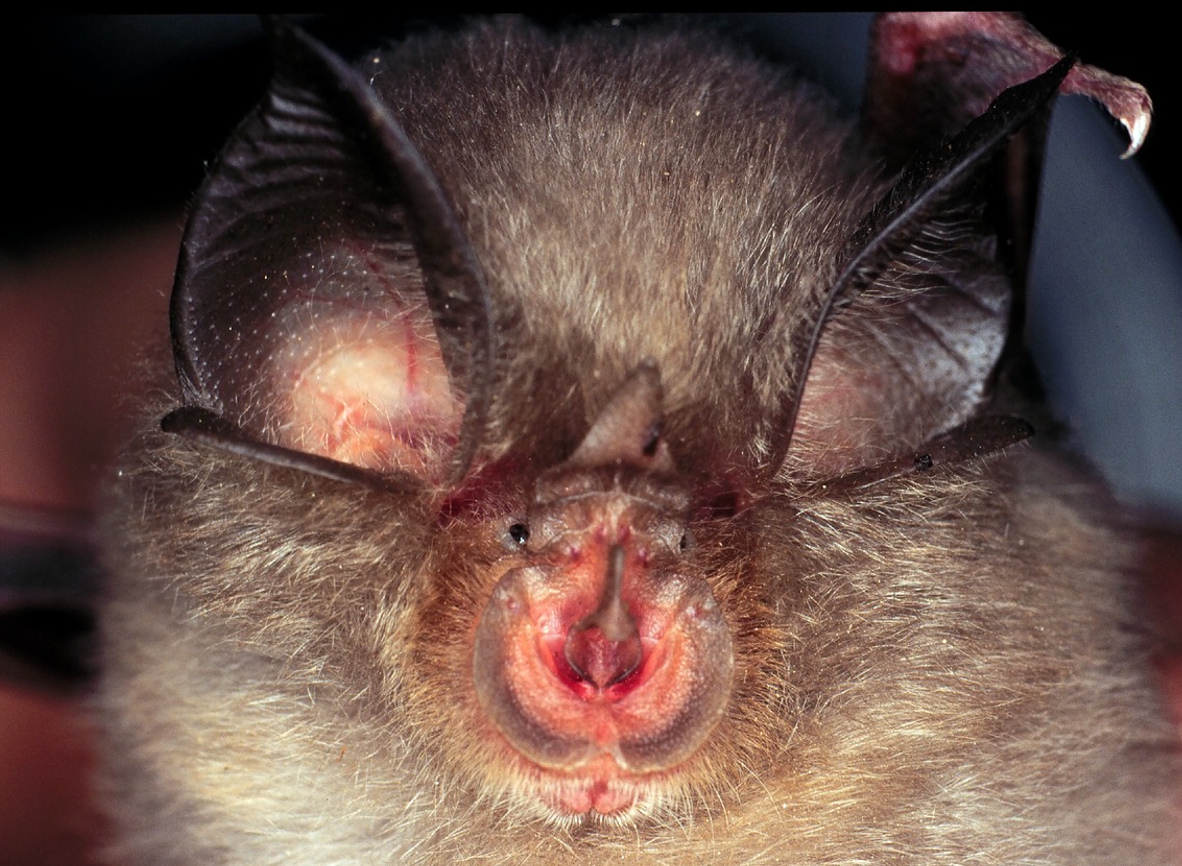 Rhinolophus hipposideros