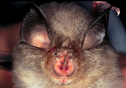 Rhinolophus hipposideros