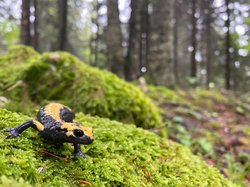 Salamandra atra aurorae