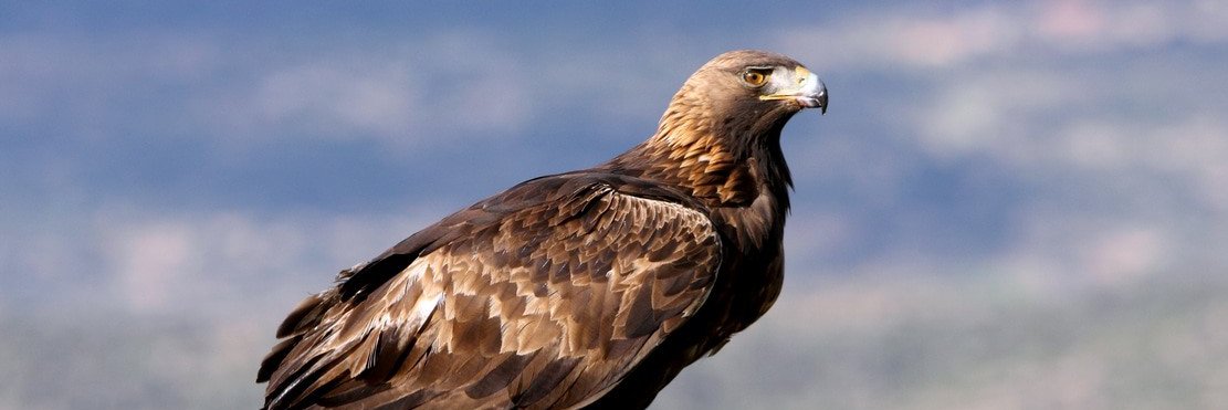 Aquila chrysaetos