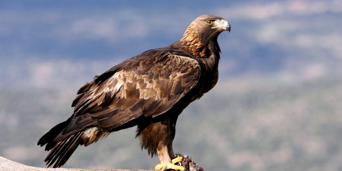 Aquila chrysaetos