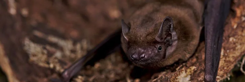 Nyctalus noctula